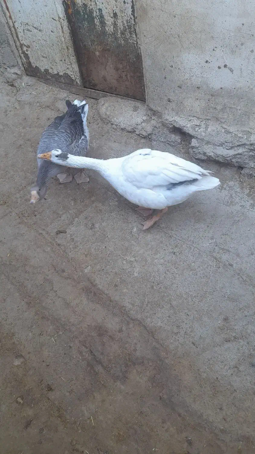 قوقاز|حیوانات مزرعه|بانه, |دیوار