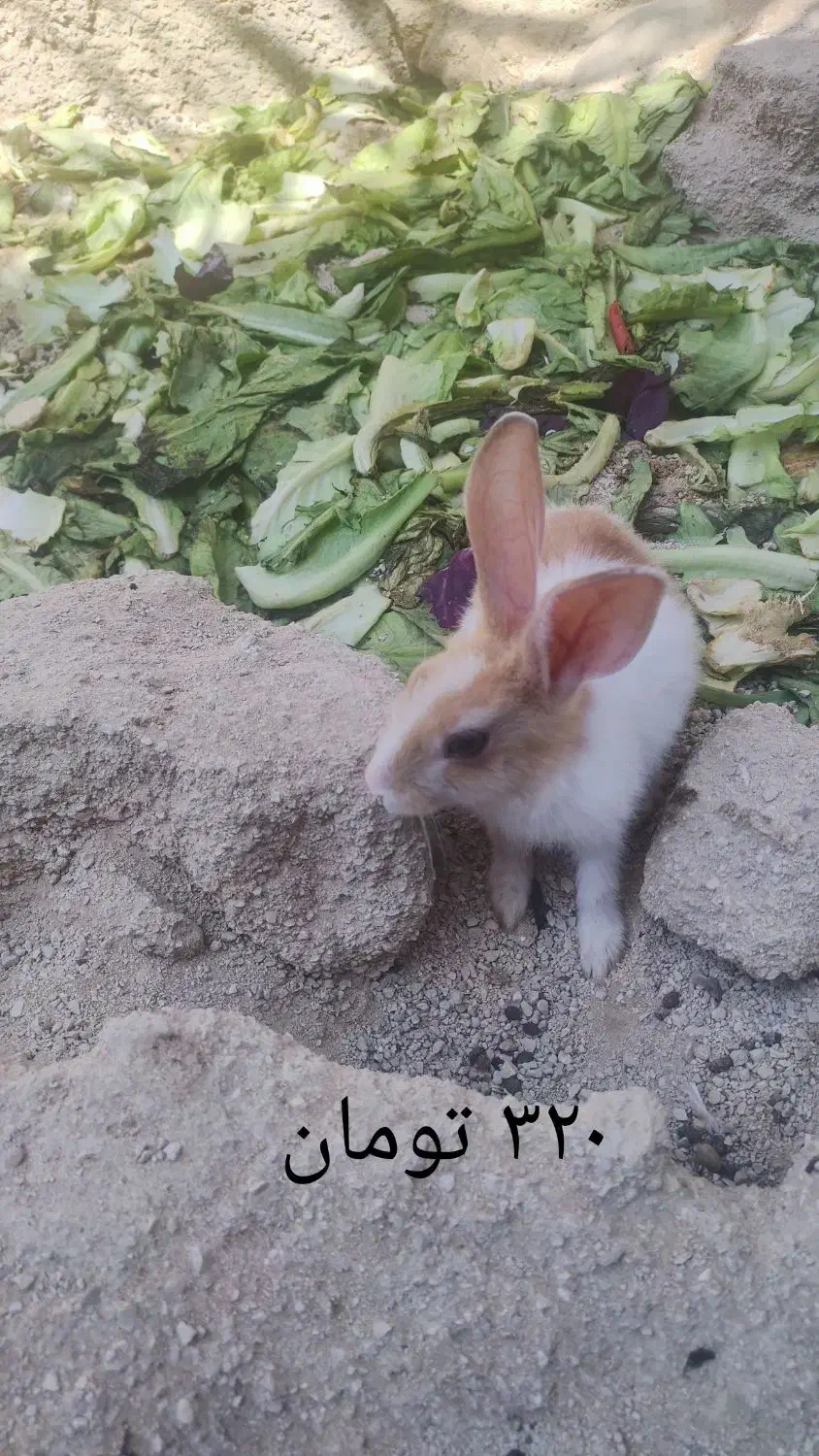 بچه خرگوش ها و یک عدد نر بالغ|موش و خرگوش|برازجان, |دیوار