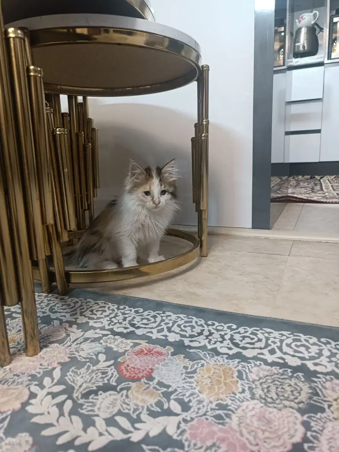 واگذاری گربه رایگان|گربه|تهران, المهدی|دیوار