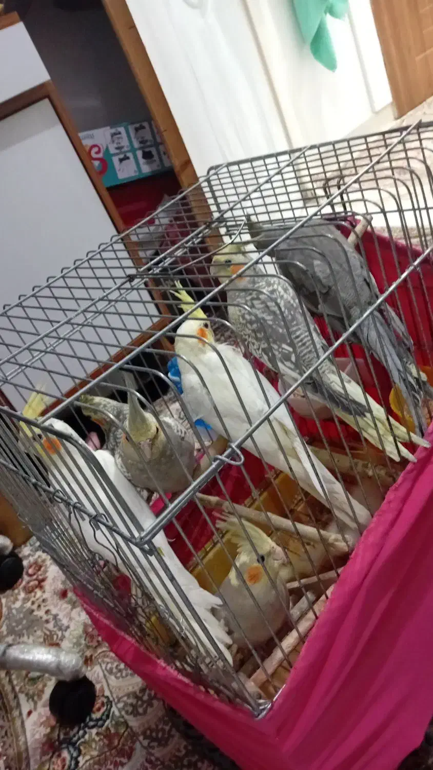 فروش عروس هلندی|پرنده|تهران, یافت‌آباد|دیوار