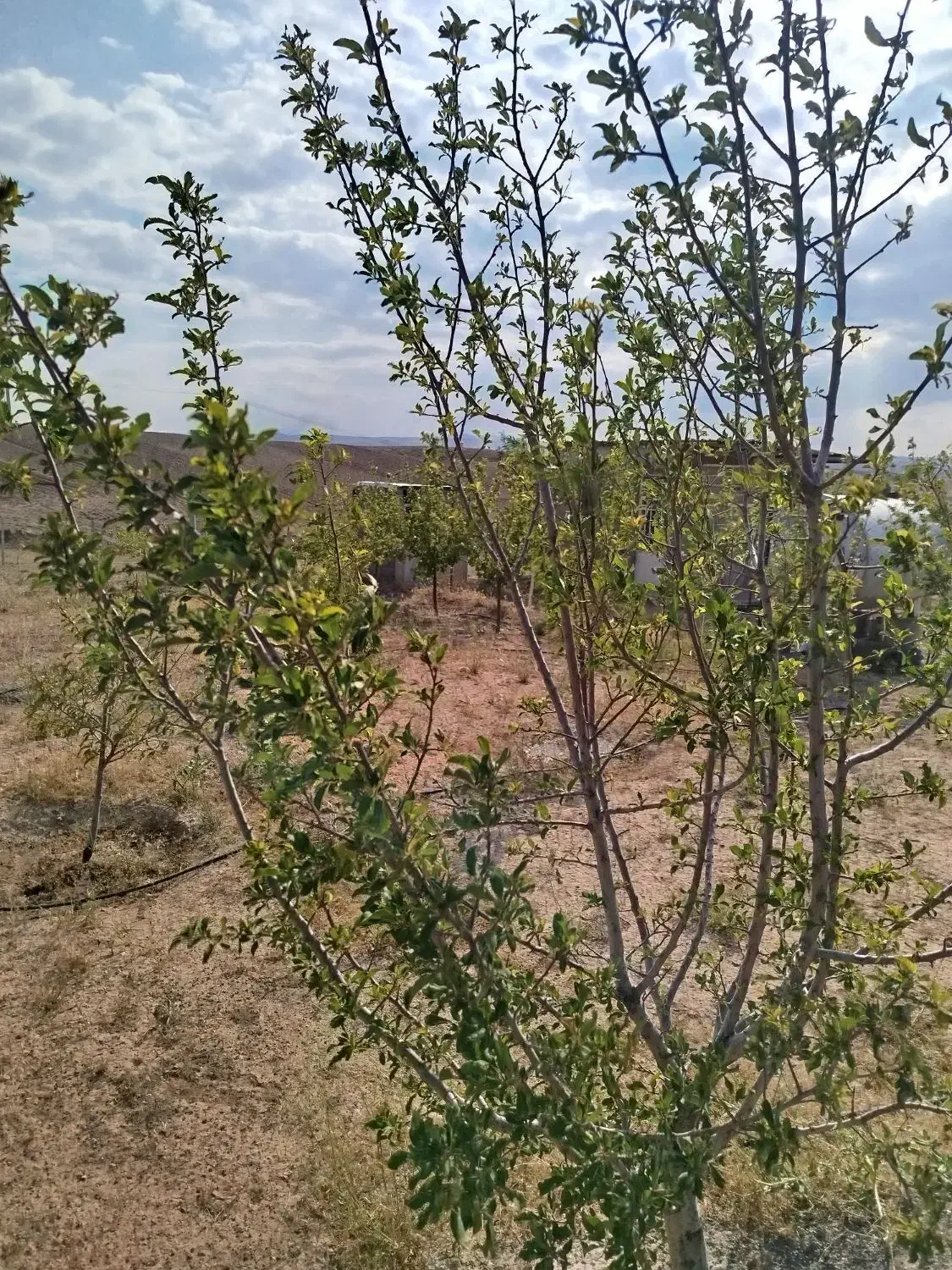 باغ 500متری جاده ترک سه کیلومتری شهر|فروش خانه و ویلا|میانه, |دیوار