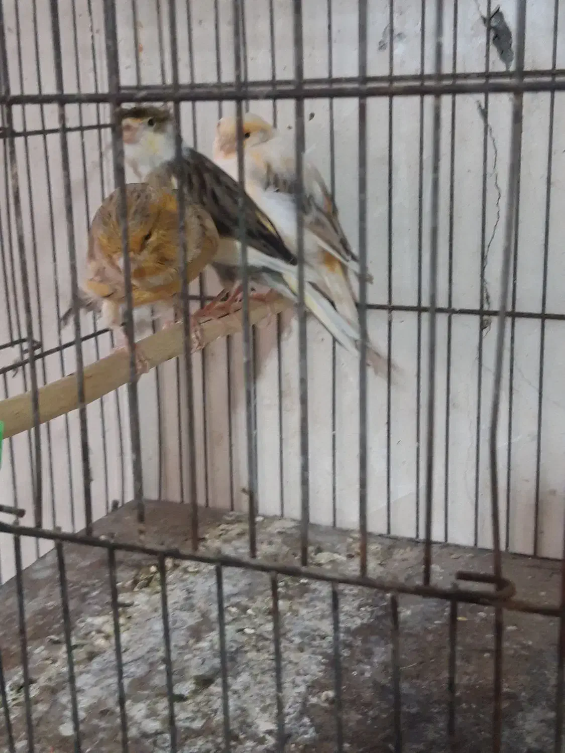 ۳تا ماده قناره|پرنده|اصفهان, سرچشمه|دیوار