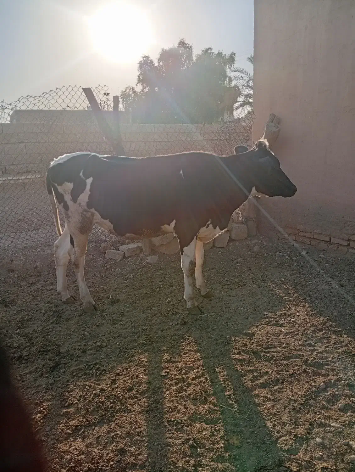 گاو و شنگل|حیوانات مزرعه|شوشتر, |دیوار