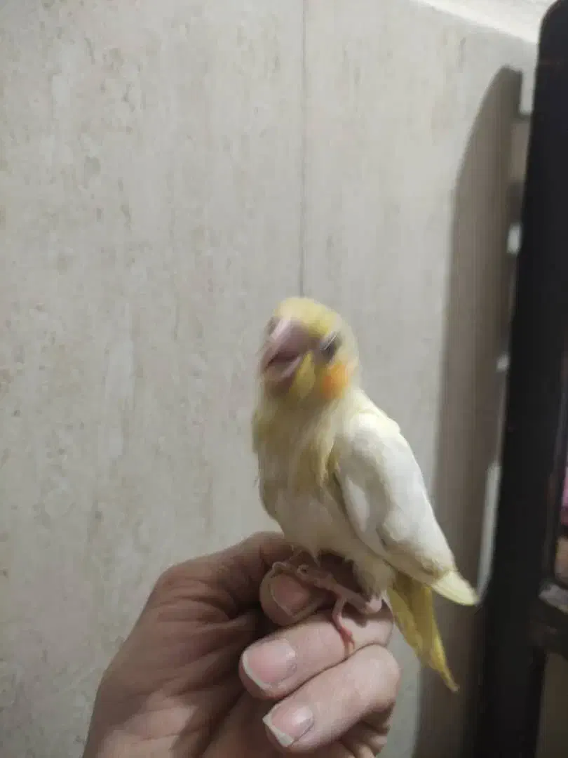 جوجه عروس هلندی رام دستی سرلاکی|پرنده|شریف‌آباد, |دیوار