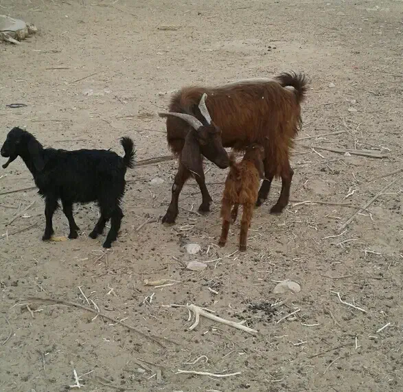 بزابستن با دوکهره ماده|حیوانات مزرعه|برازجان, |دیوار