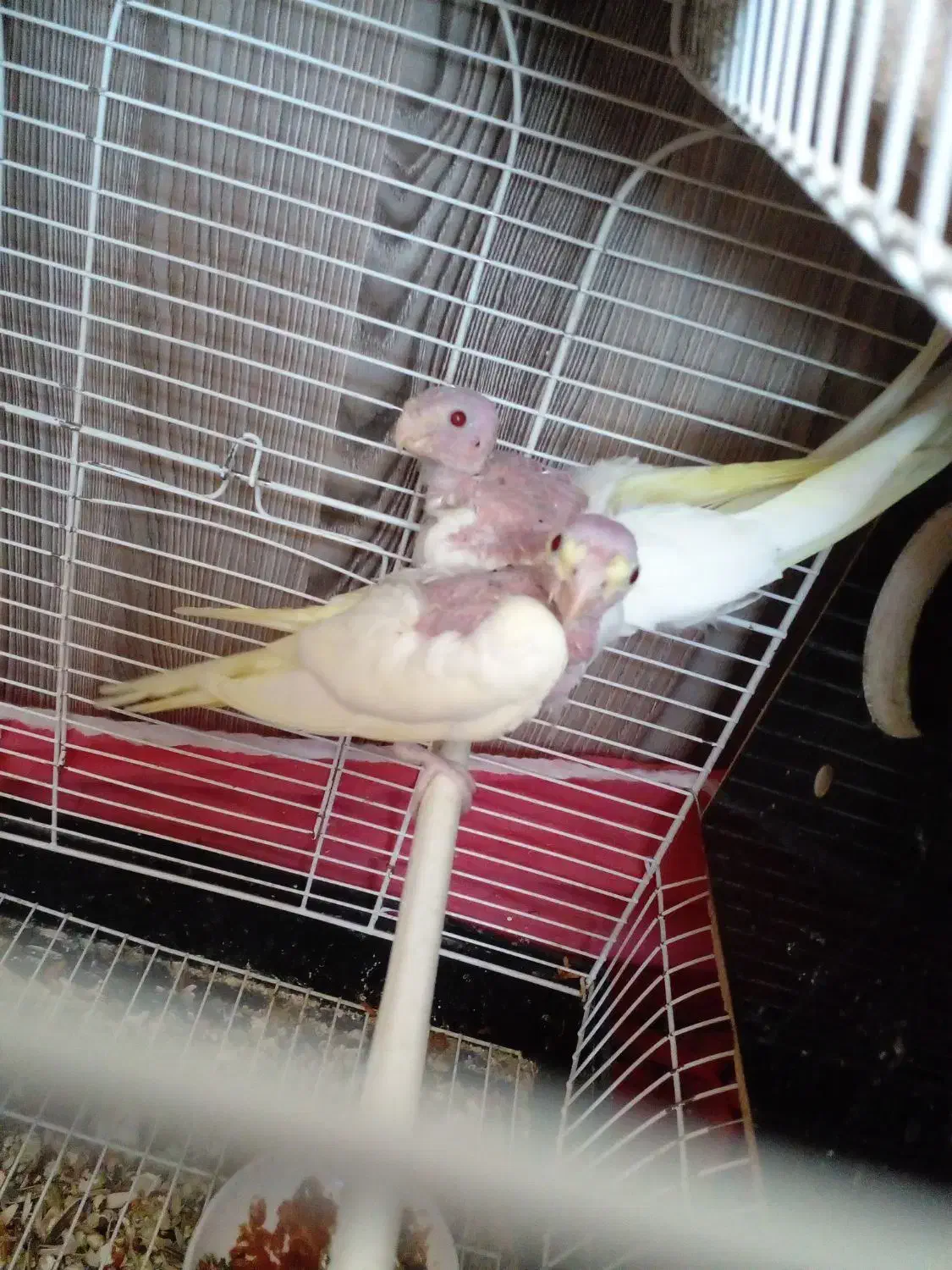 عروس هلندی|پرنده|قم, مجیدیه|دیوار