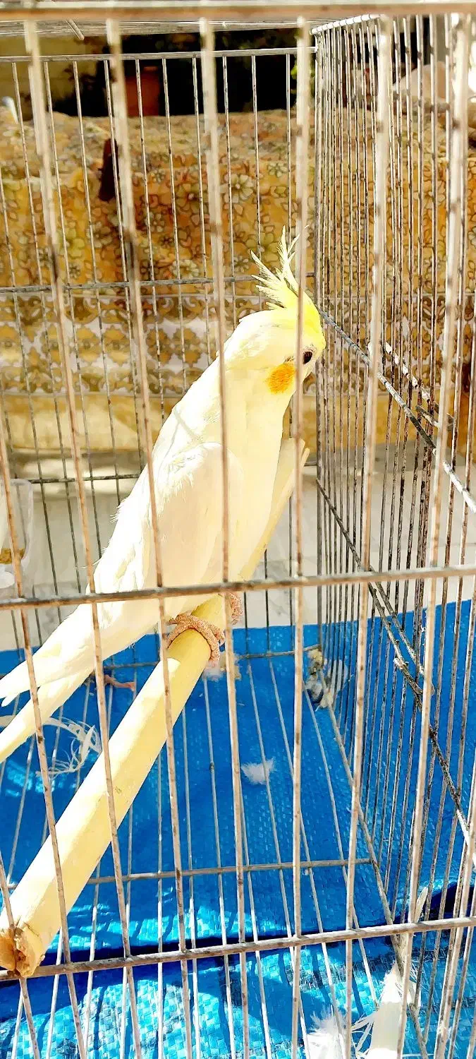 عروس هلندی|پرنده|مهدی شهر, |دیوار