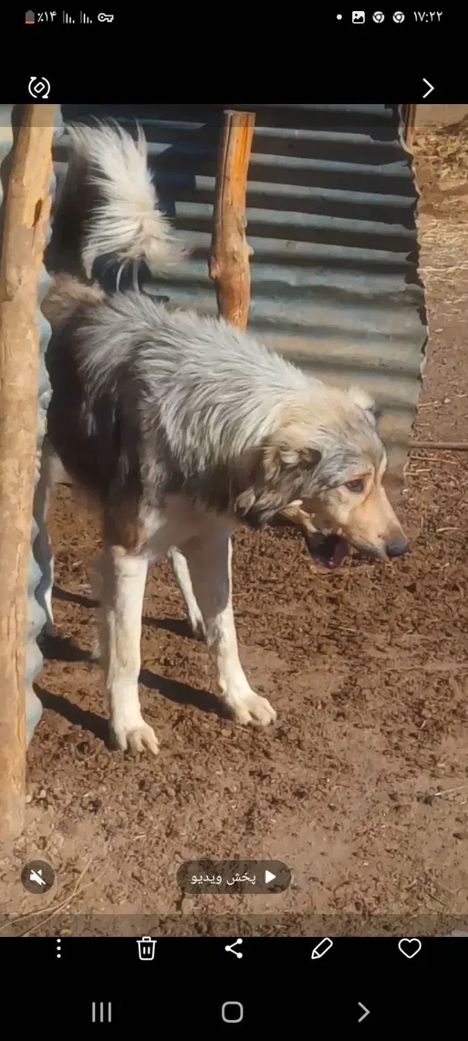 سگ گله ای|سگ|فیروزآباد (آذربایجان), |دیوار