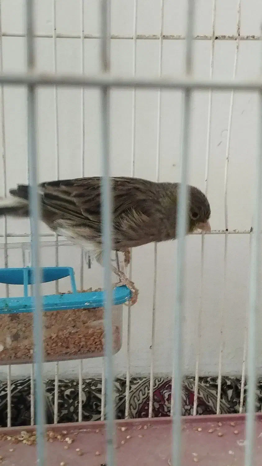 قناری|پرنده|شاهرود, |دیوار