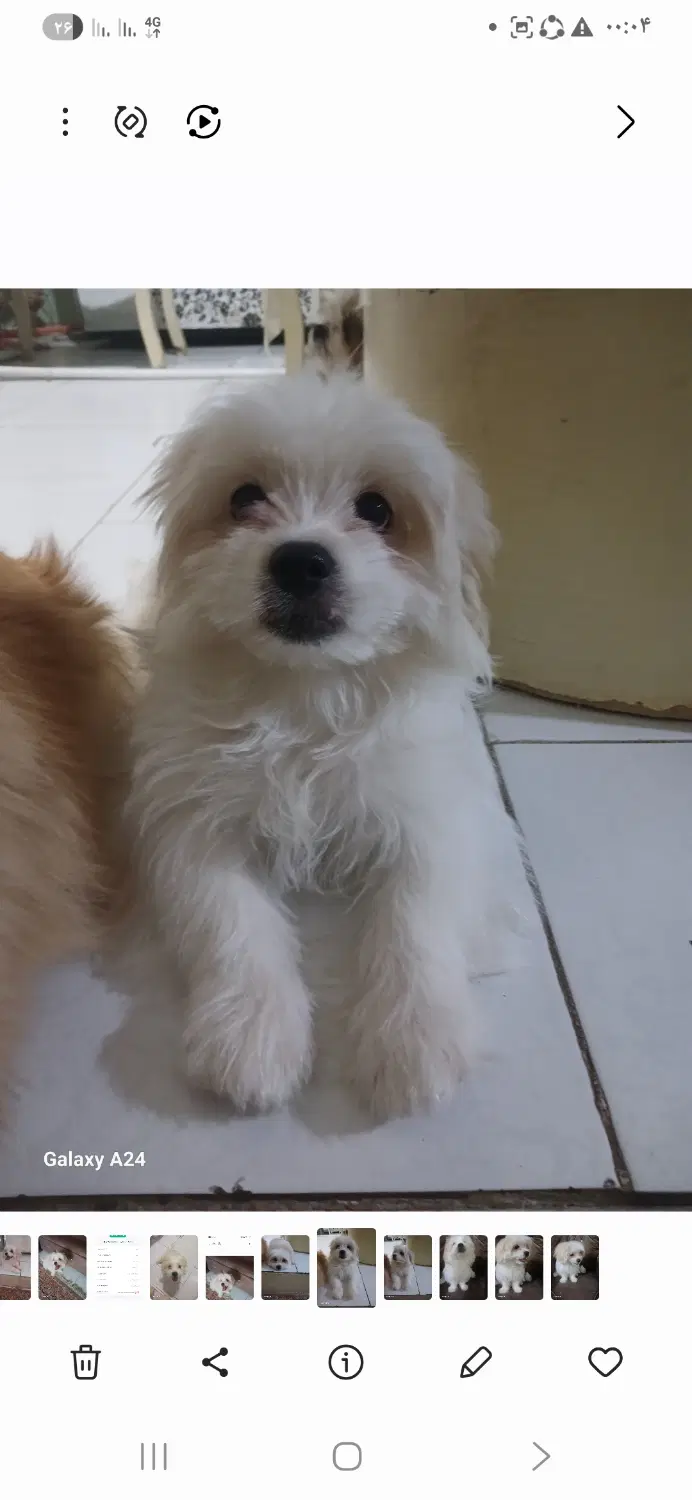 توله سگ|سگ|زاهدان, |دیوار