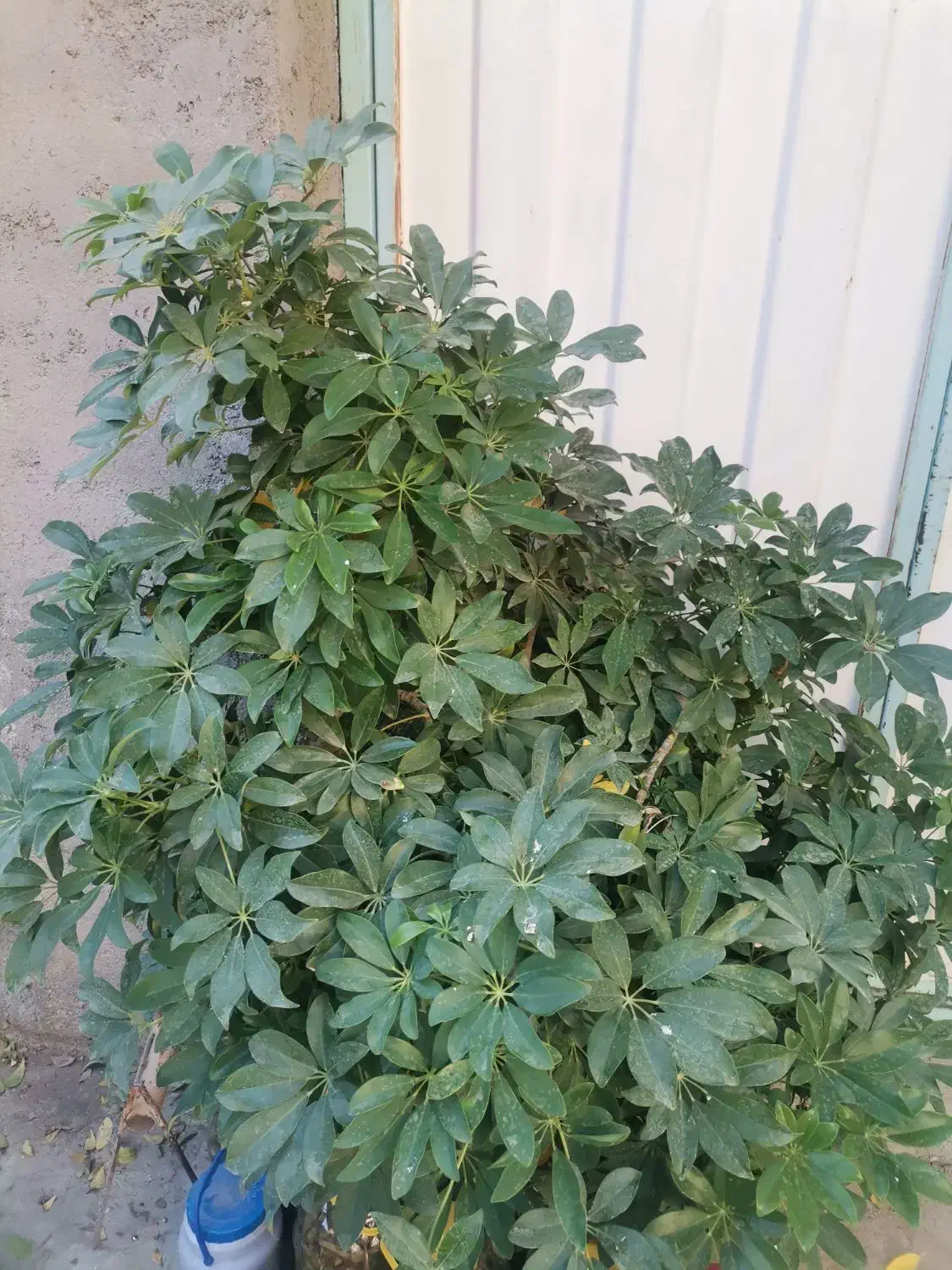 دو عدد  گلدان بزرگ یوکا و شفرا|گل و گیاه طبیعی|نهاوند, |دیوار