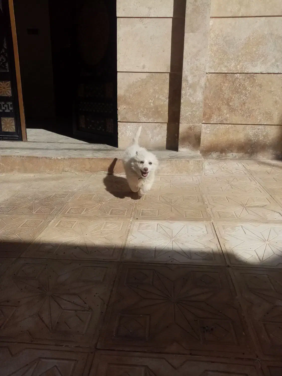 سگ پامر شیتزو|سگ|دهگلان, |دیوار