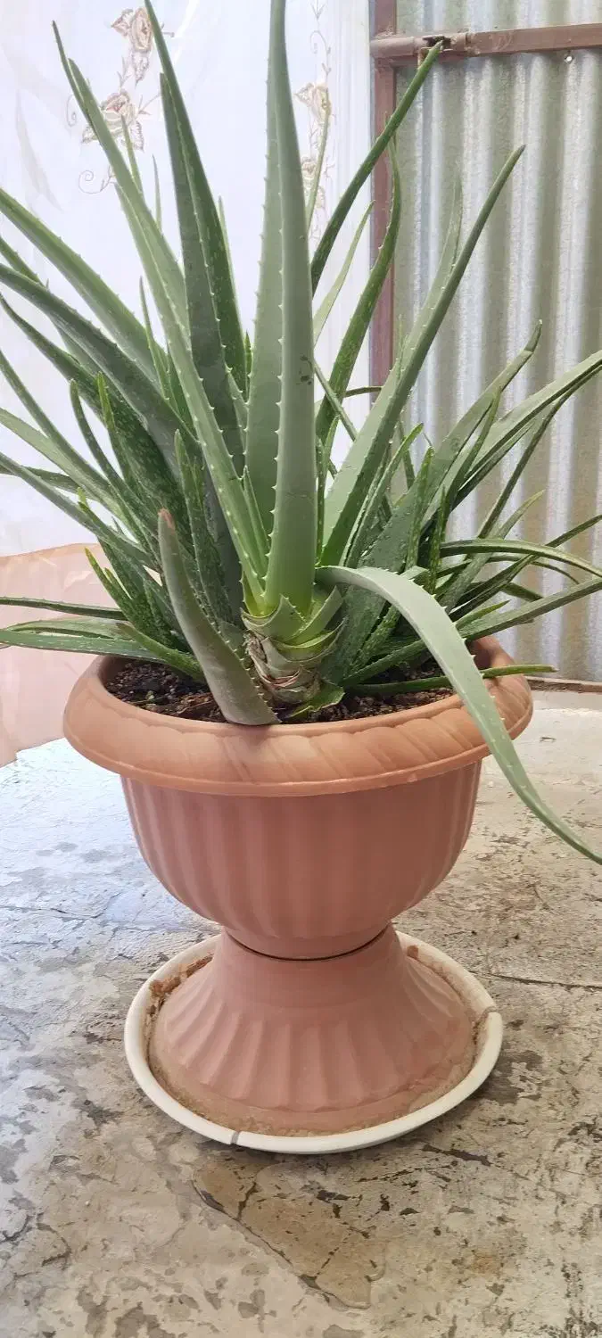 گل طبیعی|گل و گیاه طبیعی|بجنورد, |دیوار