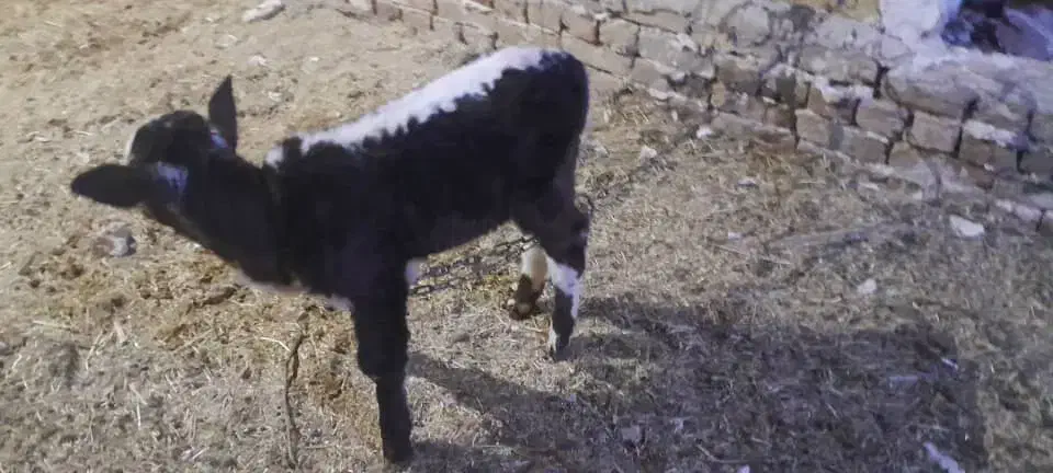 گاوگوشتی وگوساله شیری|حیوانات مزرعه|ضیاء آباد, |دیوار