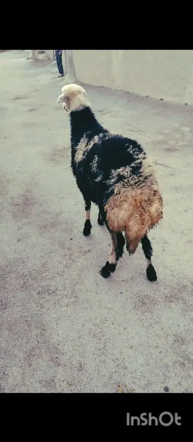 بره|حیوانات مزرعه|بروجرد, |دیوار