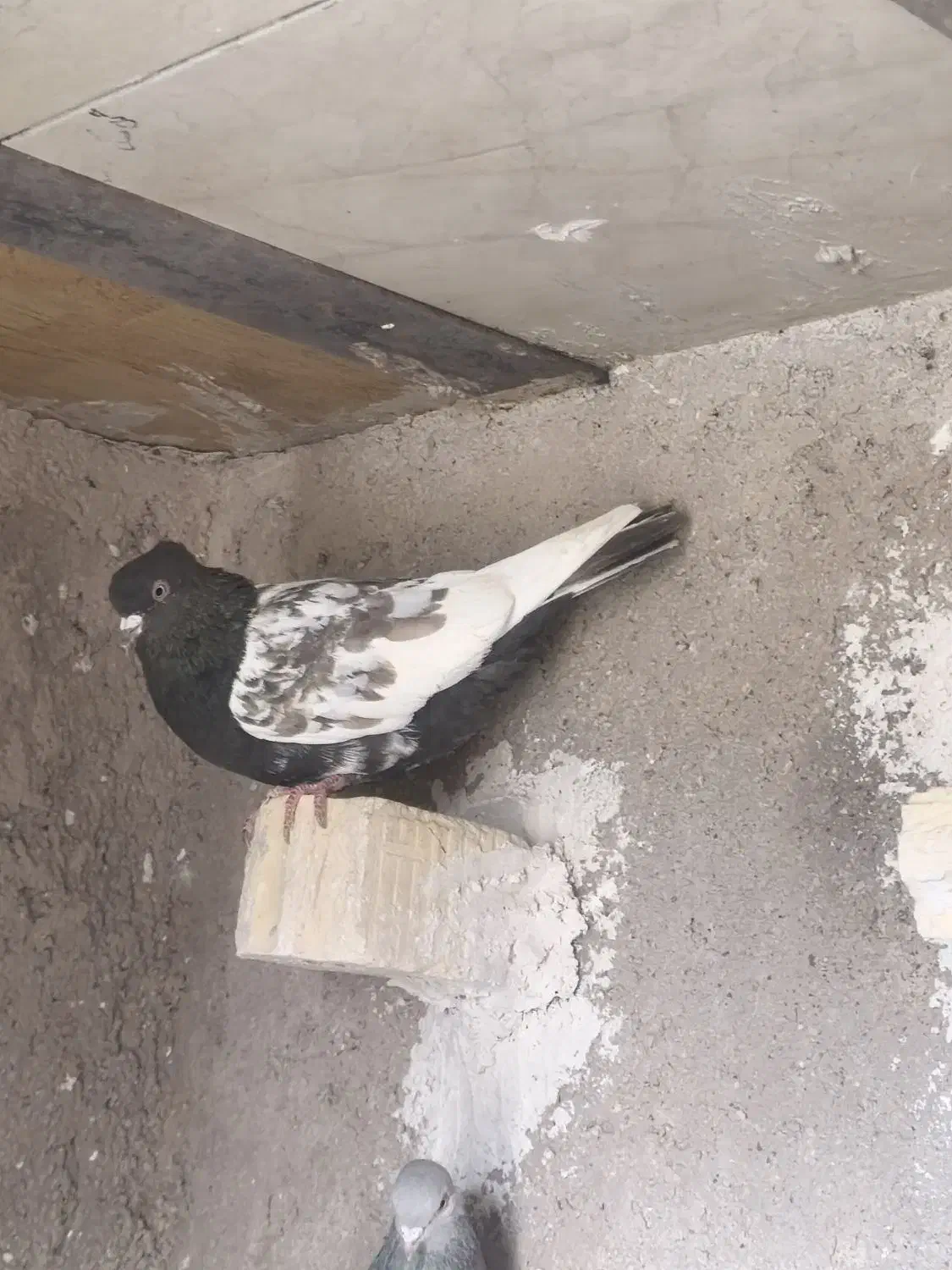 کفتر بهبونی|پرنده|شیراز, جوادیه|دیوار