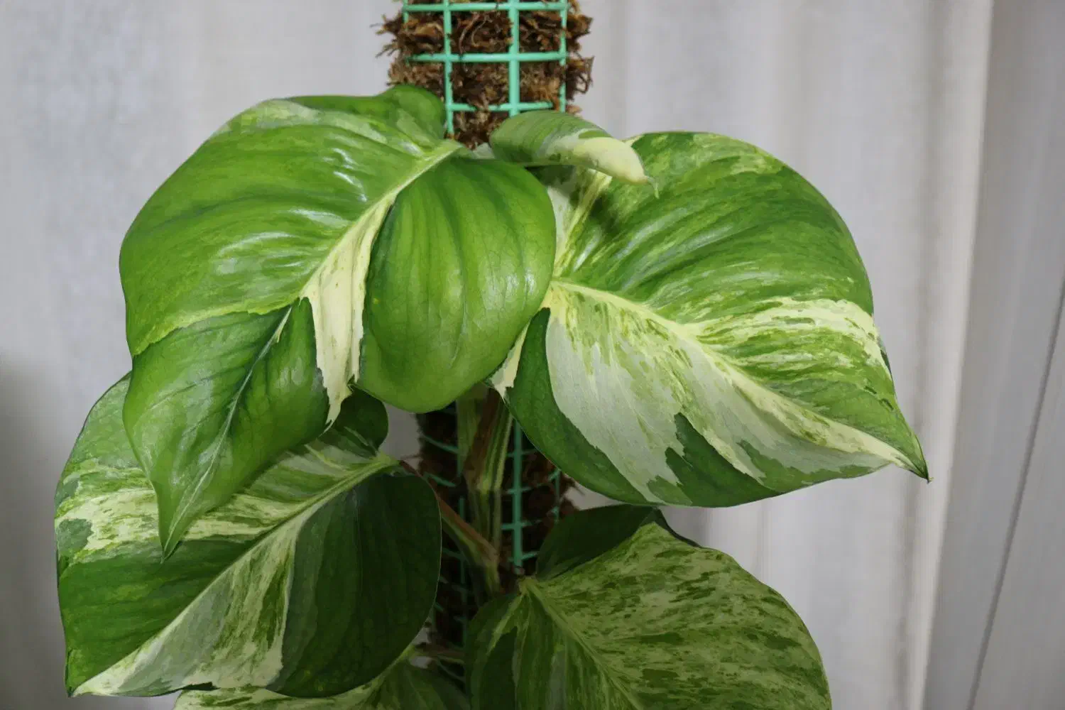 منجولا برگپهن|گل و گیاه طبیعی|تهران, میرداماد|دیوار