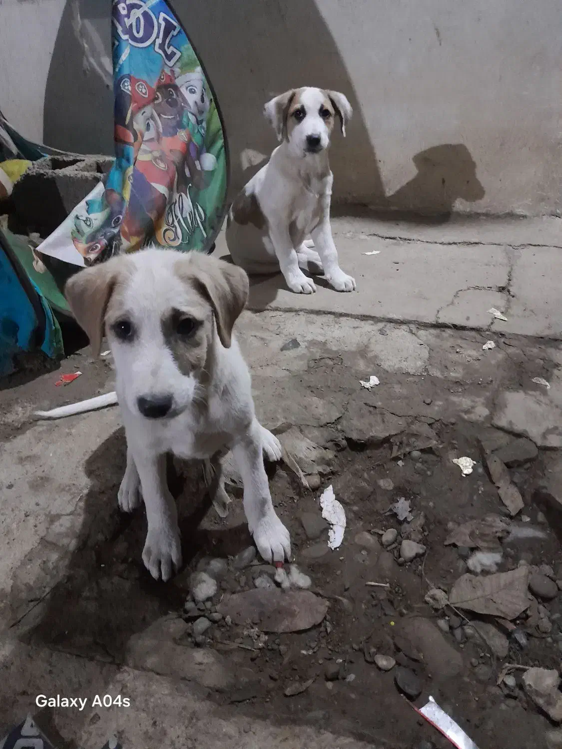 واگذاری سگ|سگ|گوراب زرمیخ, |دیوار