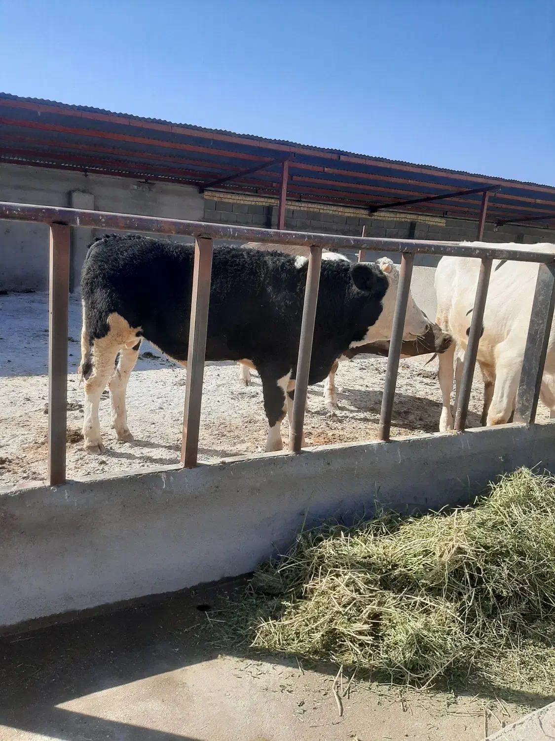گوساله نر و ماده|حیوانات مزرعه|مشهد, خرم آباد|دیوار