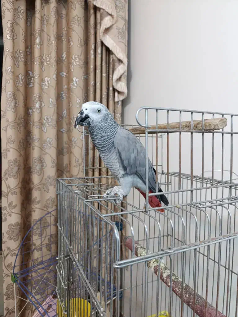 کاسکو سخنگو|پرنده|فولادشهر, زاینده رود|دیوار