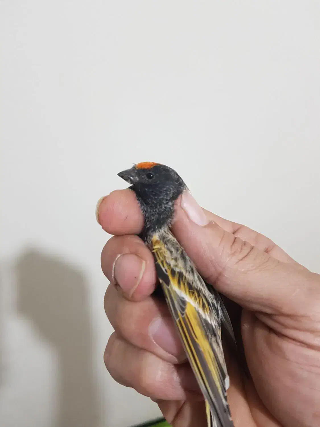 گلبسر|پرنده|مهاجران, |دیوار