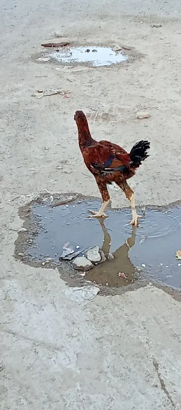 خ ر و. س|حیوانات مزرعه|زهک, |دیوار