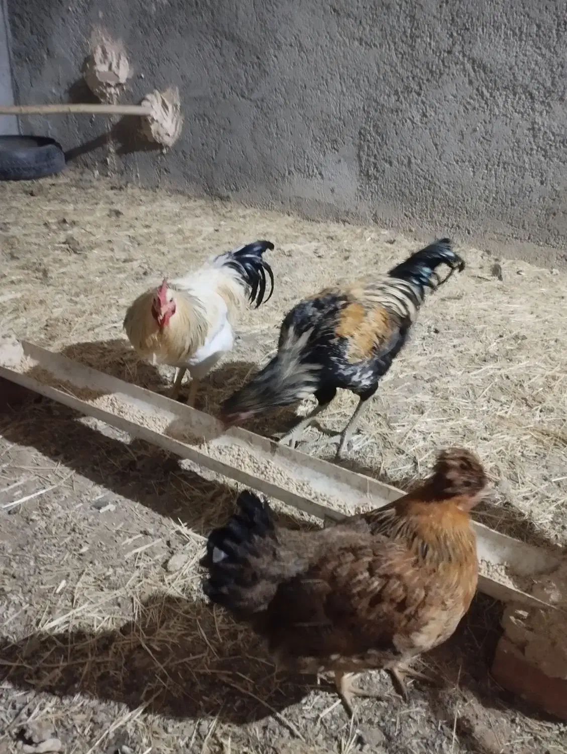 خروس لاری دورگ|حیوانات مزرعه|مریوان, |دیوار