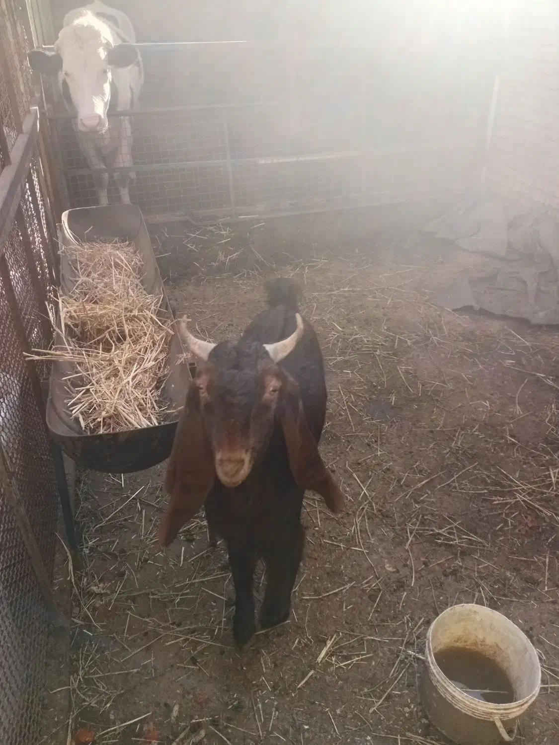 گوسفند قوچ|حیوانات مزرعه|گنبد کاووس, |دیوار