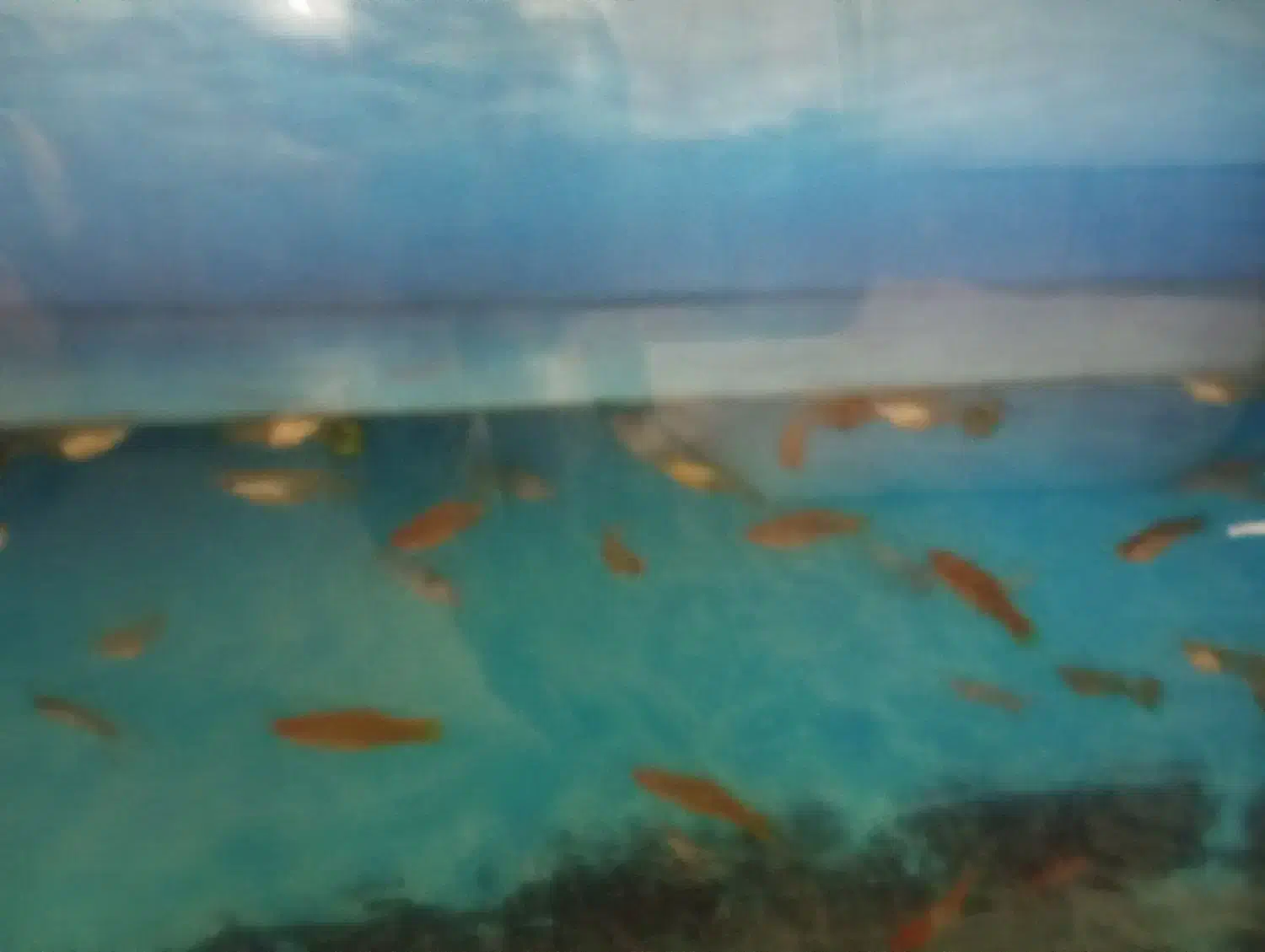 ماهی. گوپی. ماهی دم شمشیری|ماهی|کاشمر, |دیوار