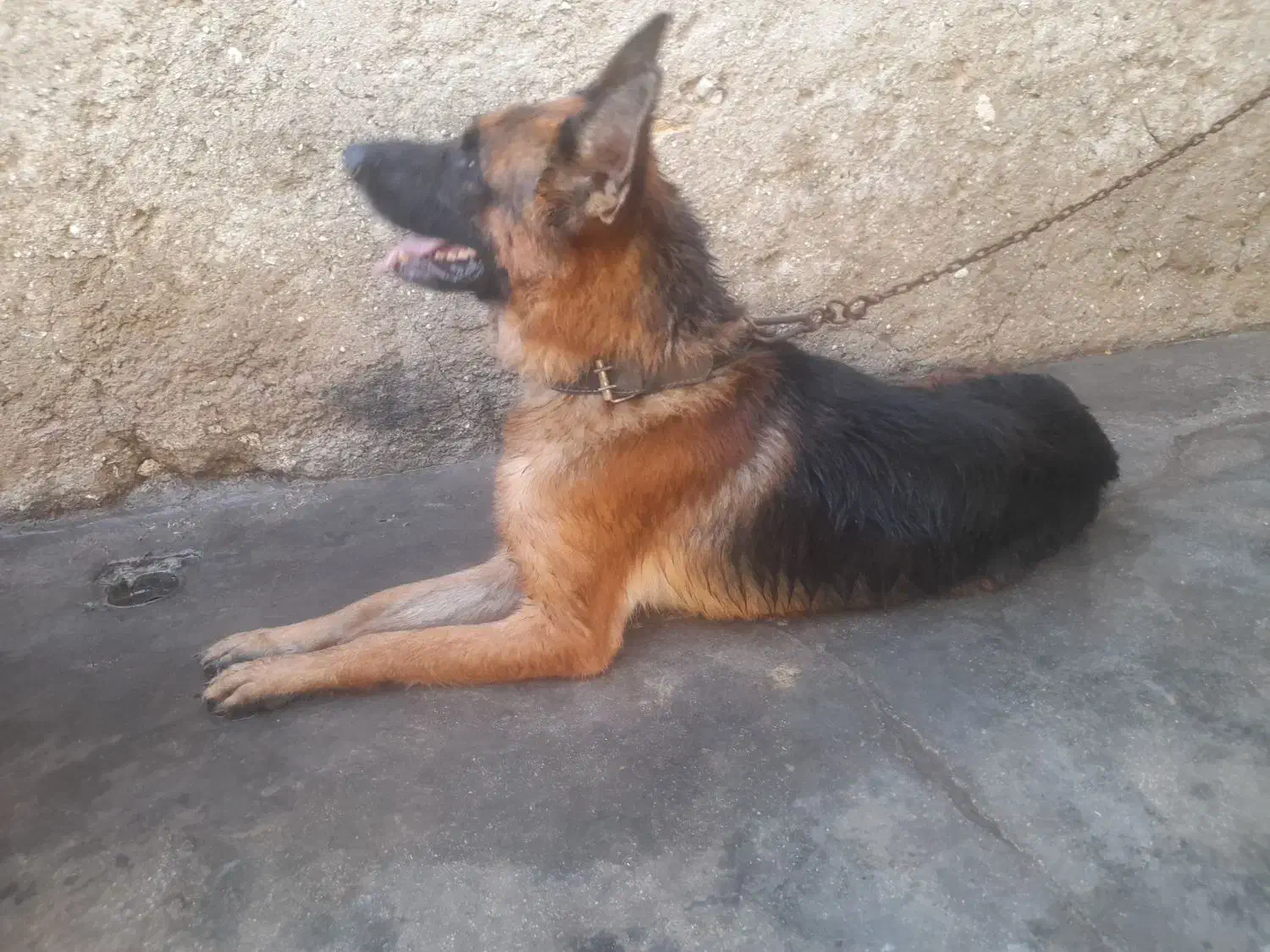 سگ ژرمن شولاین نر|سگ|خمیر, |دیوار