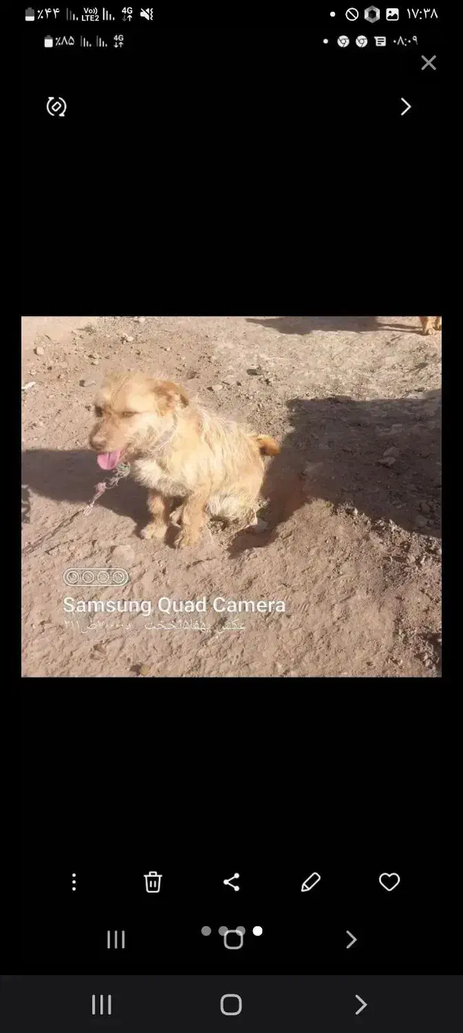 پاپی گمشده|سگ|بوژگان, |دیوار