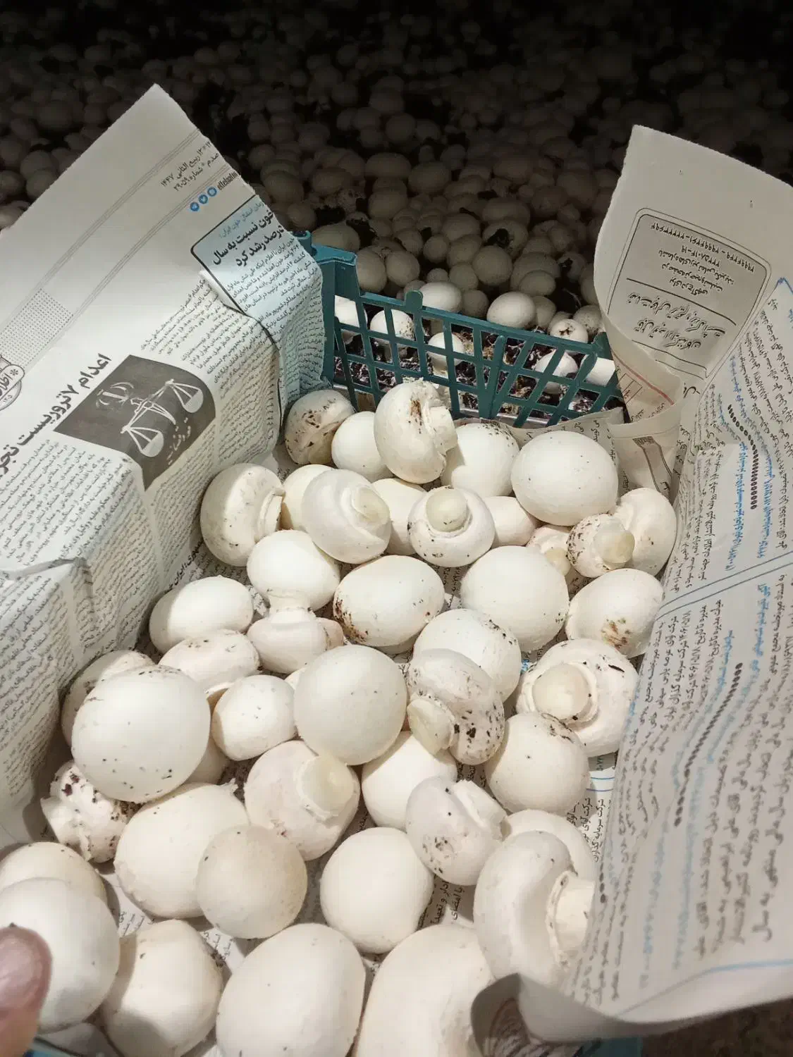 قارچ|خوردنی و آشامیدنی|ارشق, |دیوار