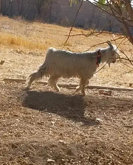 بزغاله دوبور|حیوانات مزرعه|اصفهان, شفق|دیوار