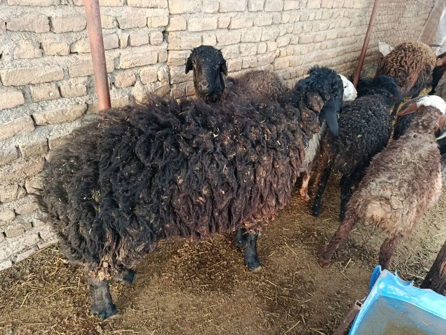 فروش گوسفند|حیوانات مزرعه|قرچک, صالح آباد|دیوار