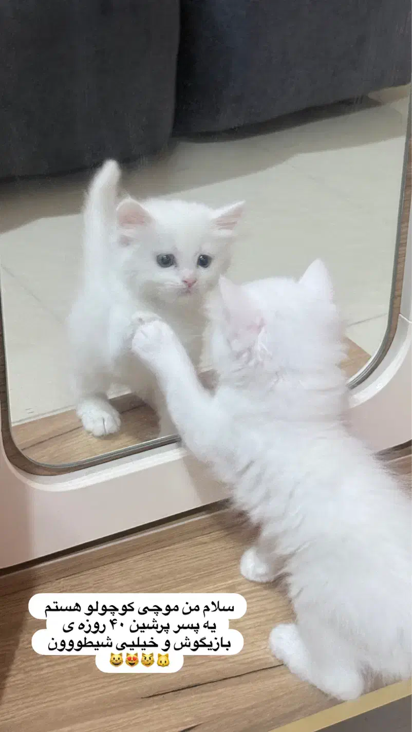 گربه پرشین نر ۲ماهه|گربه|اهواز, کیانپارس |دیوار