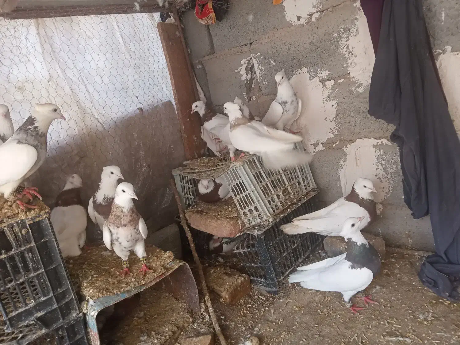 کفتر طوقی|پرنده|گناباد, |دیوار