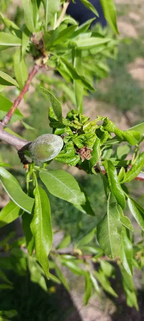 باغ ویلا منطقه سد امند|فروش خانه و ویلا|صوفیان, |دیوار