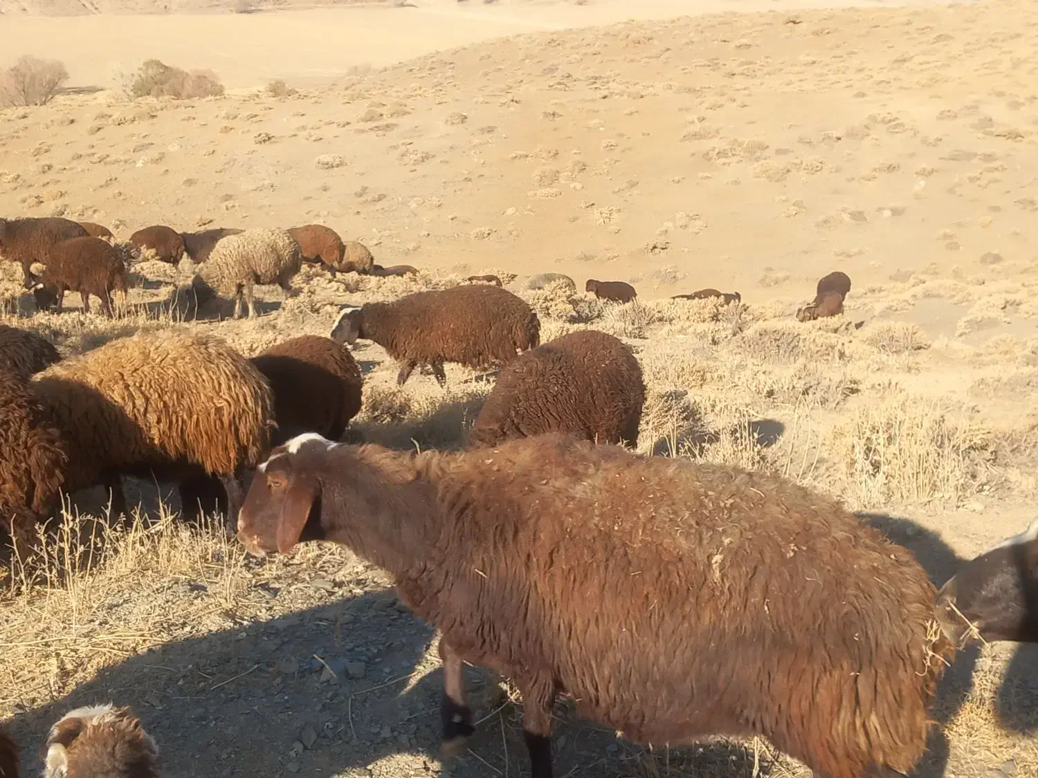 دو عدد میش روزگاری|حیوانات مزرعه|داران, |دیوار