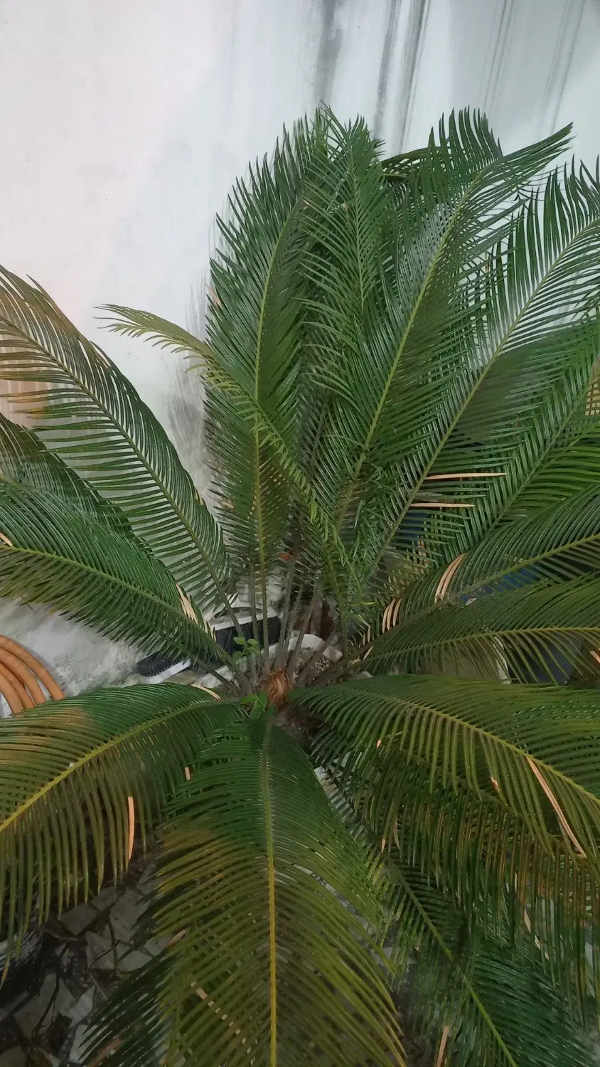 سیکاس|گل و گیاه طبیعی|رشت, چمارسرا|دیوار