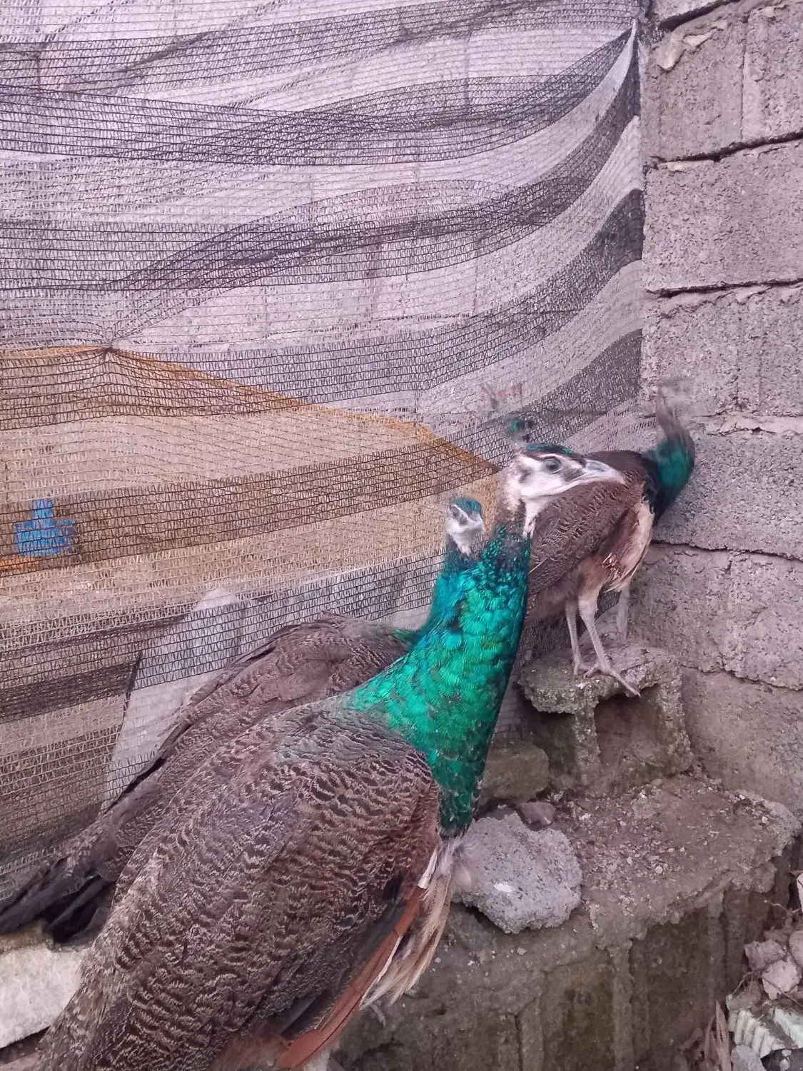 طاووس|پرنده|آستانه اشرفیه, |دیوار