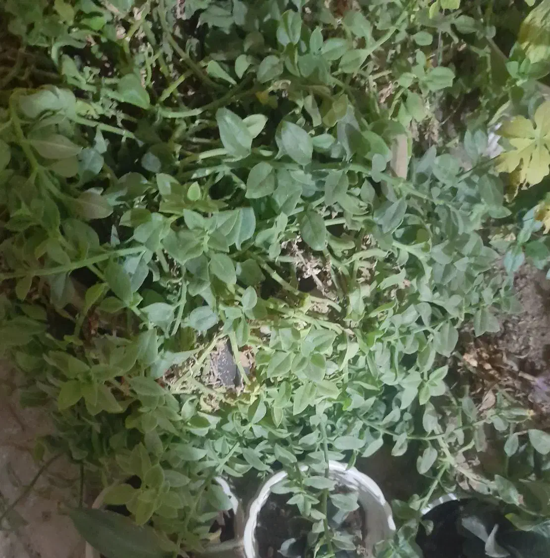 باغبانی|خدمات باغبانی و درختکاری|یزد, |دیوار