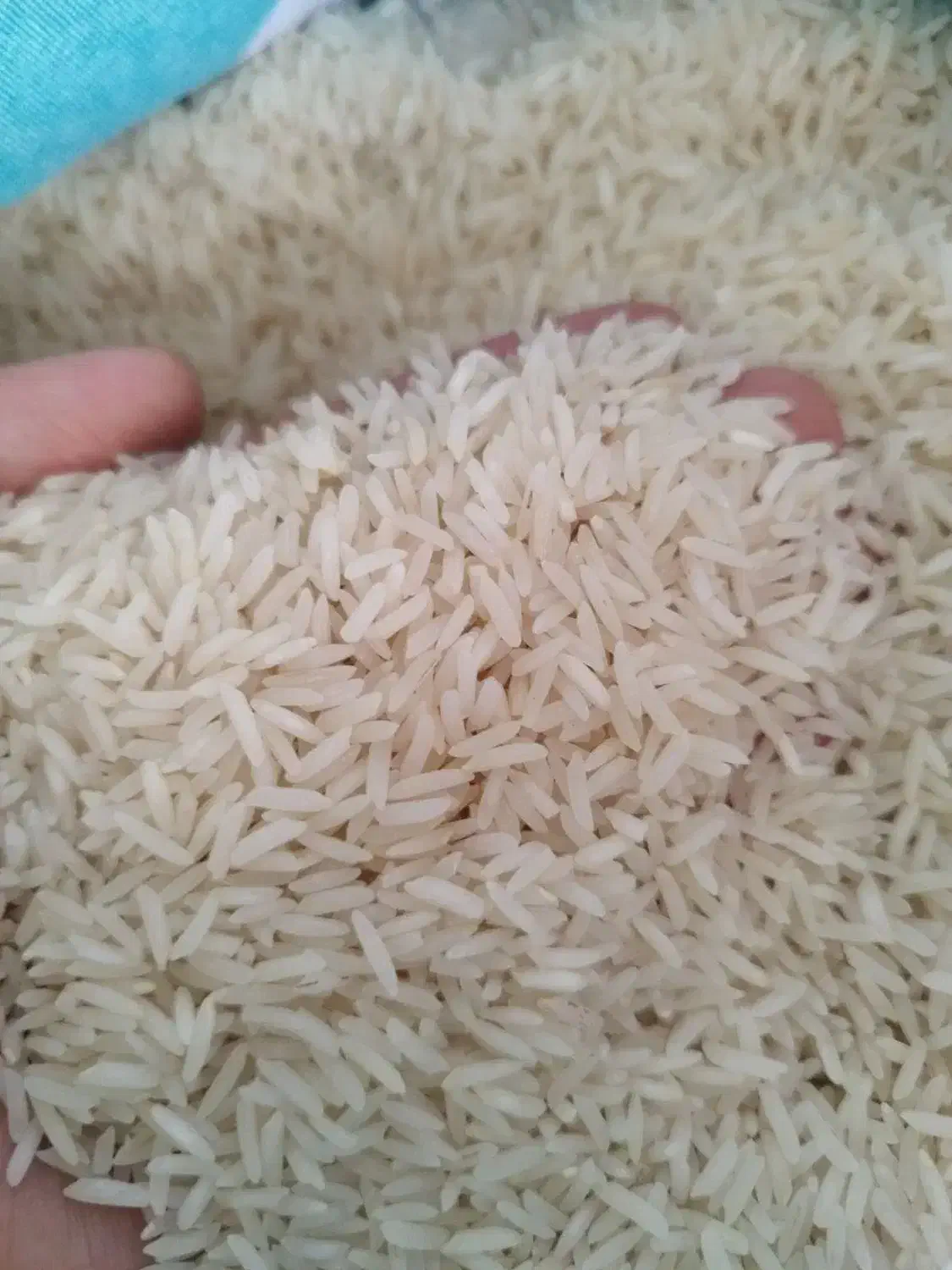 برنج صدری و دمسیاه و فجر گرگان «به شرط پخت»|خوردنی و آشامیدنی|زنجان, |دیوار