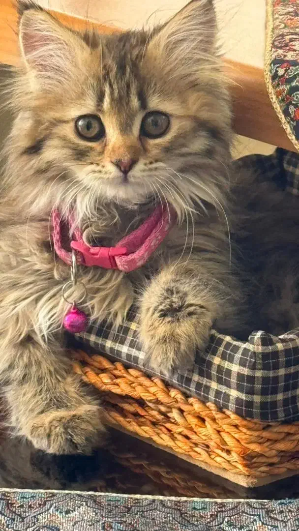 واگذاری گربه برتیش|گربه|زنجان, |دیوار