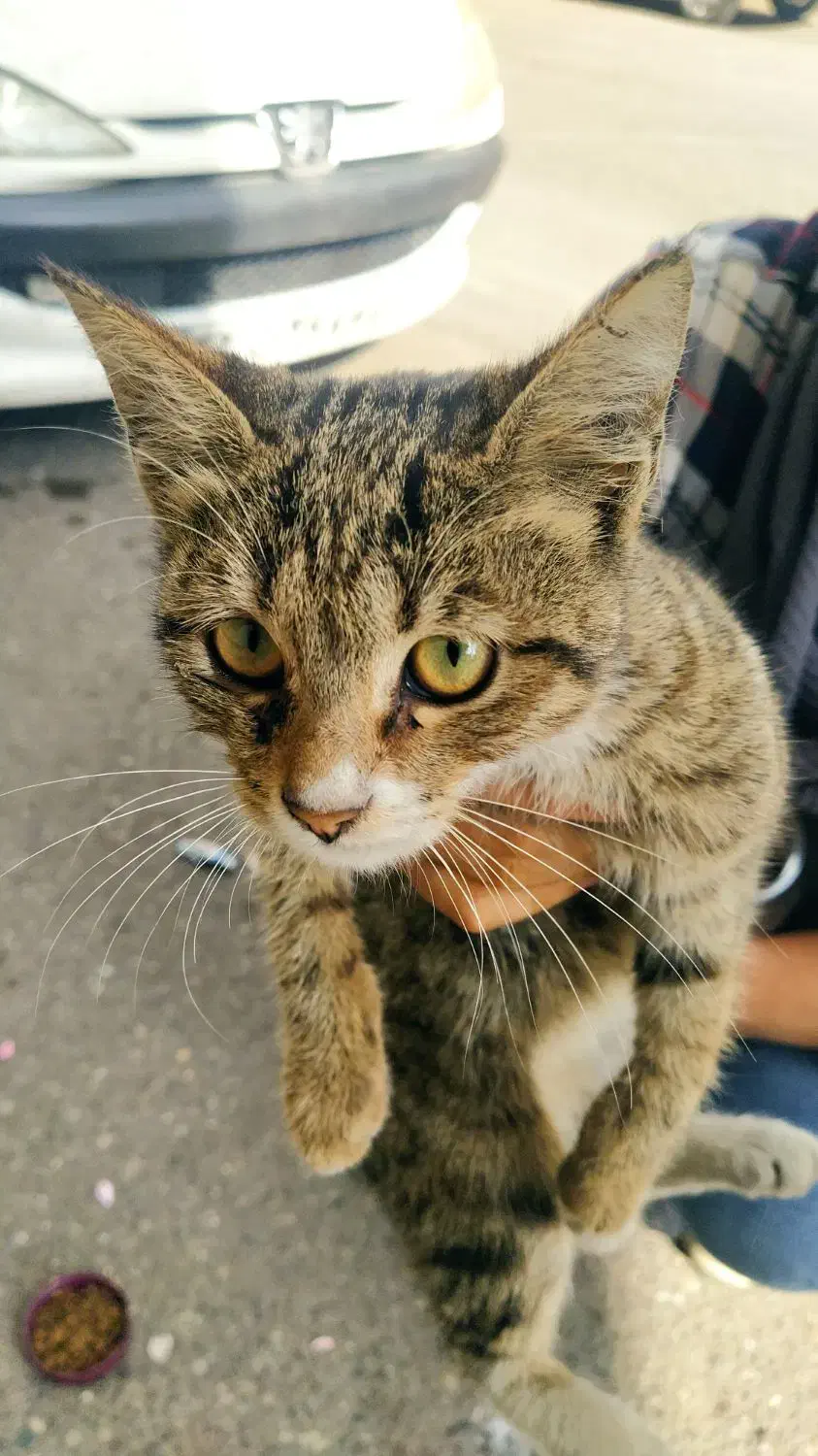 واگذاری رایگان گربه ماده سه ماهه|گربه|رشت, نیکمرام|دیوار