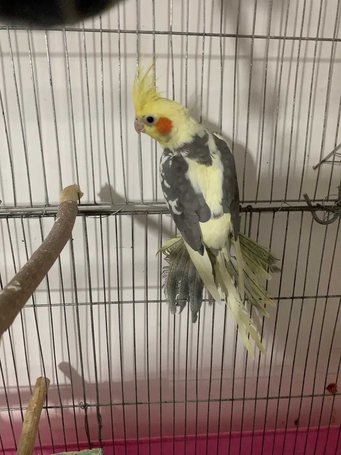 عروس هلندی|پرنده|شاهین دژ, |دیوار