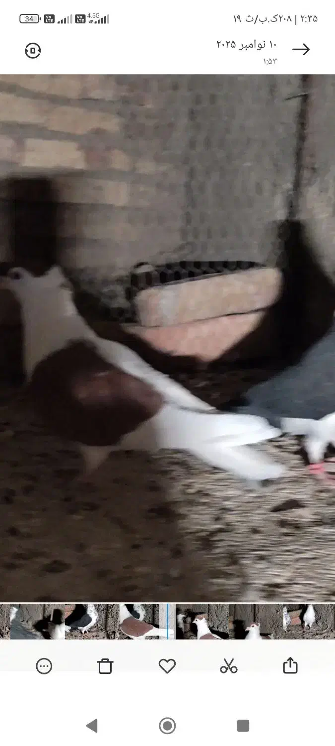 شجردارکرمانی|پرنده|زابل, |دیوار