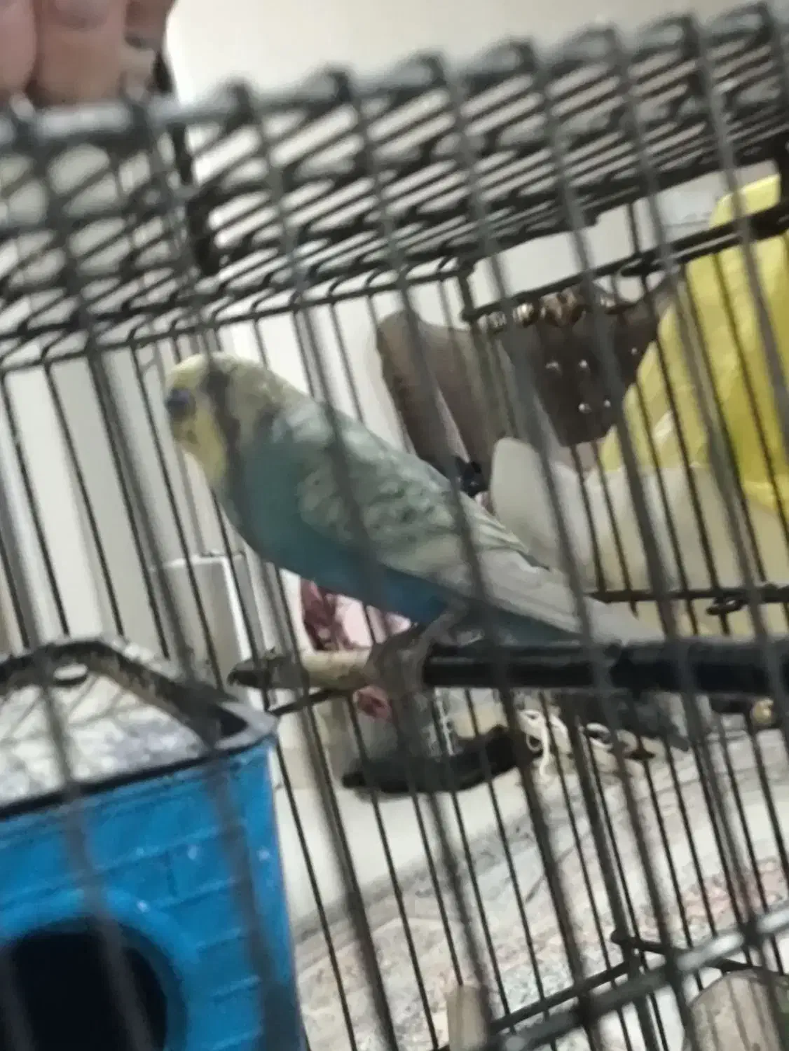 مرغ عشق نر رنگین کمونی|پرنده|تهران, افسریه جنوبی|دیوار