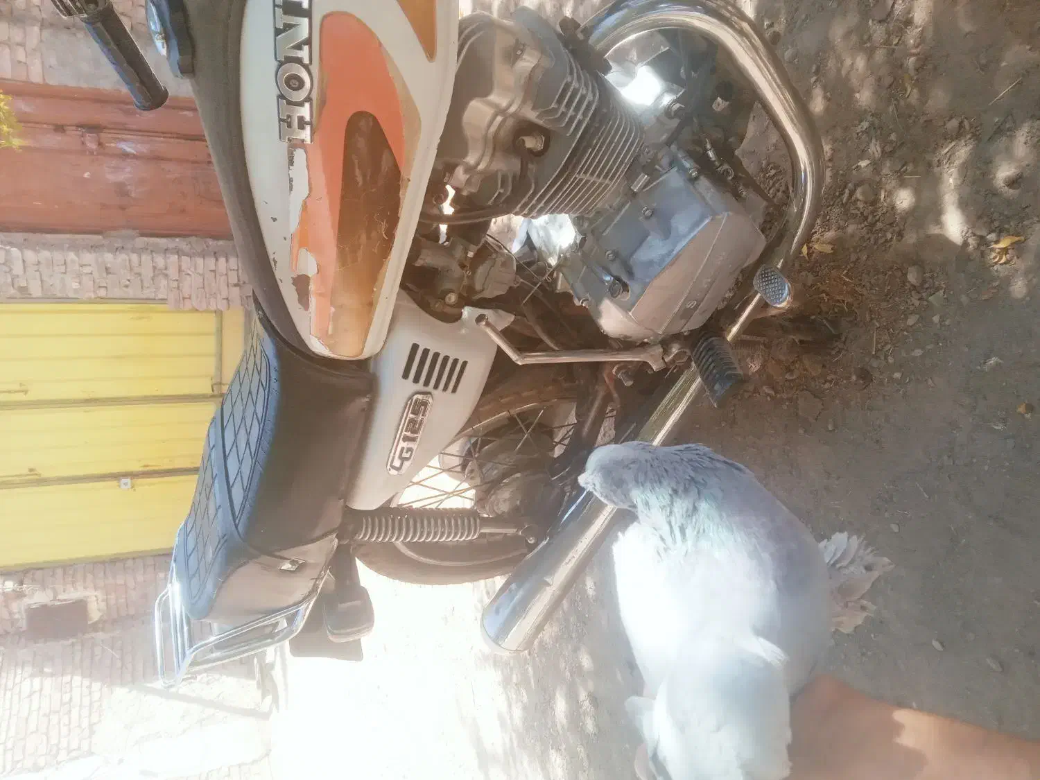 کفتر ماده به شرط پریدن|پرنده|زرند, |دیوار