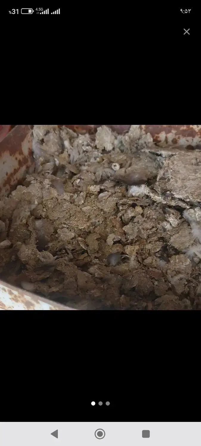 کود کفتر|گل و گیاه طبیعی|کرمان, |دیوار