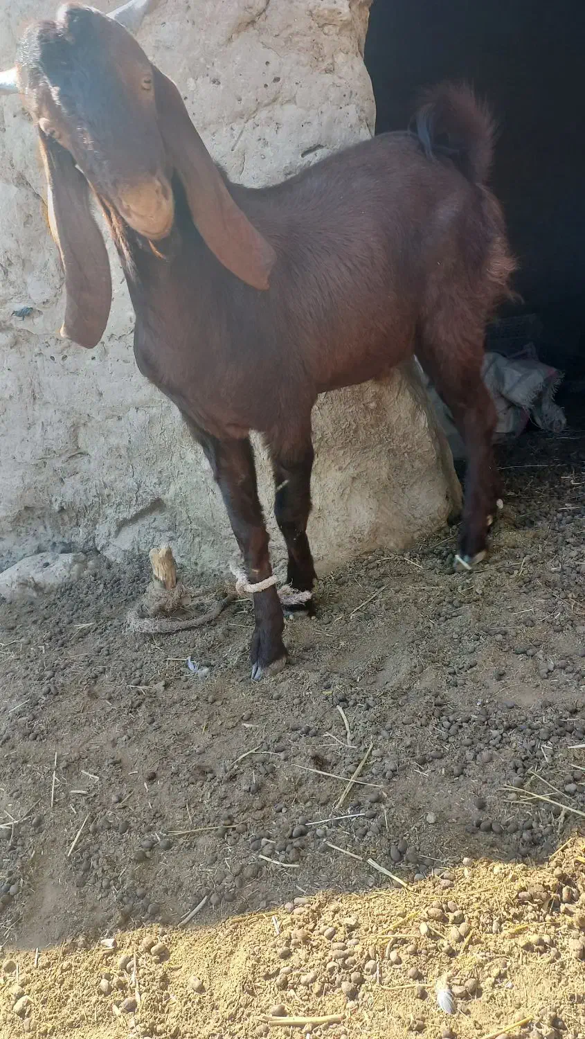 کره نر مری|حیوانات مزرعه|زهک, |دیوار